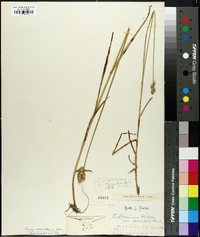 Carex albolutescens image