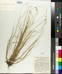 Carex angustior image