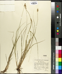 Carex arcta image