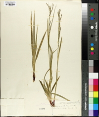 Carex arctata image