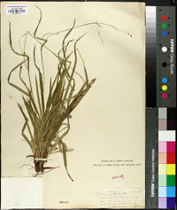 Carex arcta image