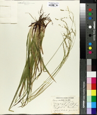 Carex arctata image