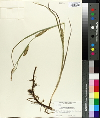 Carex atherodes image