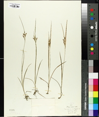 Carex aurea image