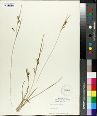 Carex aurea image