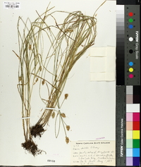 Carex bebbii image