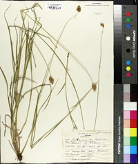 Carex bebbii image