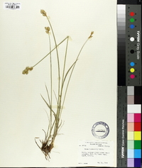 Carex bicknellii image