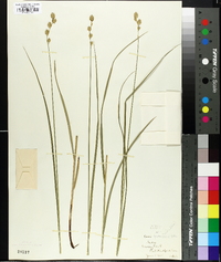 Carex bicknellii image