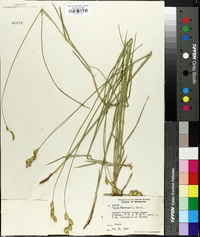 Carex bicknellii image