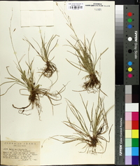 Carex capillaris image