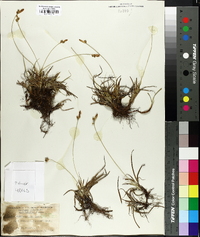 Carex caryophyllea image