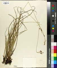 Carex castanea image