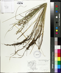 Carex cephalantha image