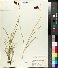 Carex chalciolepis image