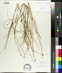 Carex chordorrhiza image