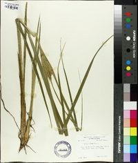 Carex comosa image