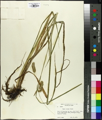 Carex comosa image