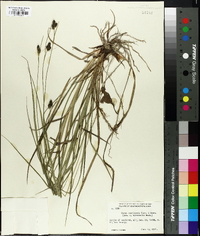 Carex complanata image