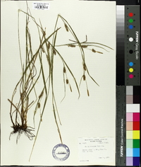 Carex conoidea image