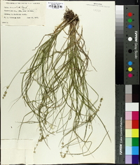 Carex convoluta image