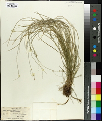 Carex convoluta image