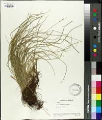 Carex convoluta image