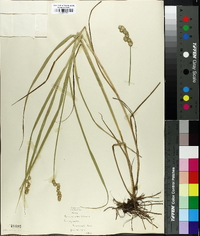 Carex ferruginea image