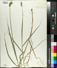 Carex ferruginea image