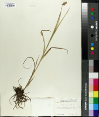 Carex cristatella image