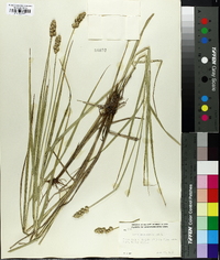 Carex cristatella image