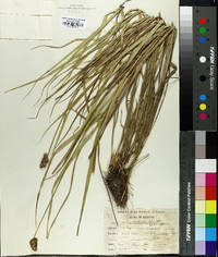 Carex cristatella image