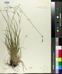 Carex deweyana image