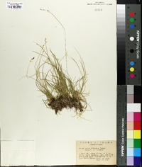 Carex disperma image