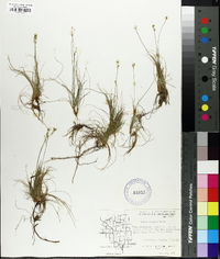 Carex eburnea image