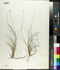 Carex eburnea image