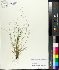 Carex emmonsii image