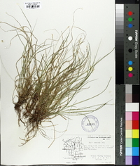 Carex emmonsii image