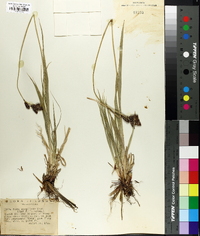 Carex epapillosa image