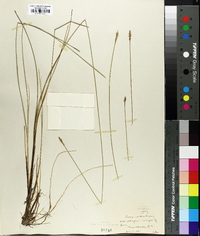 Carex exilis image