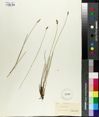 Carex exilis image