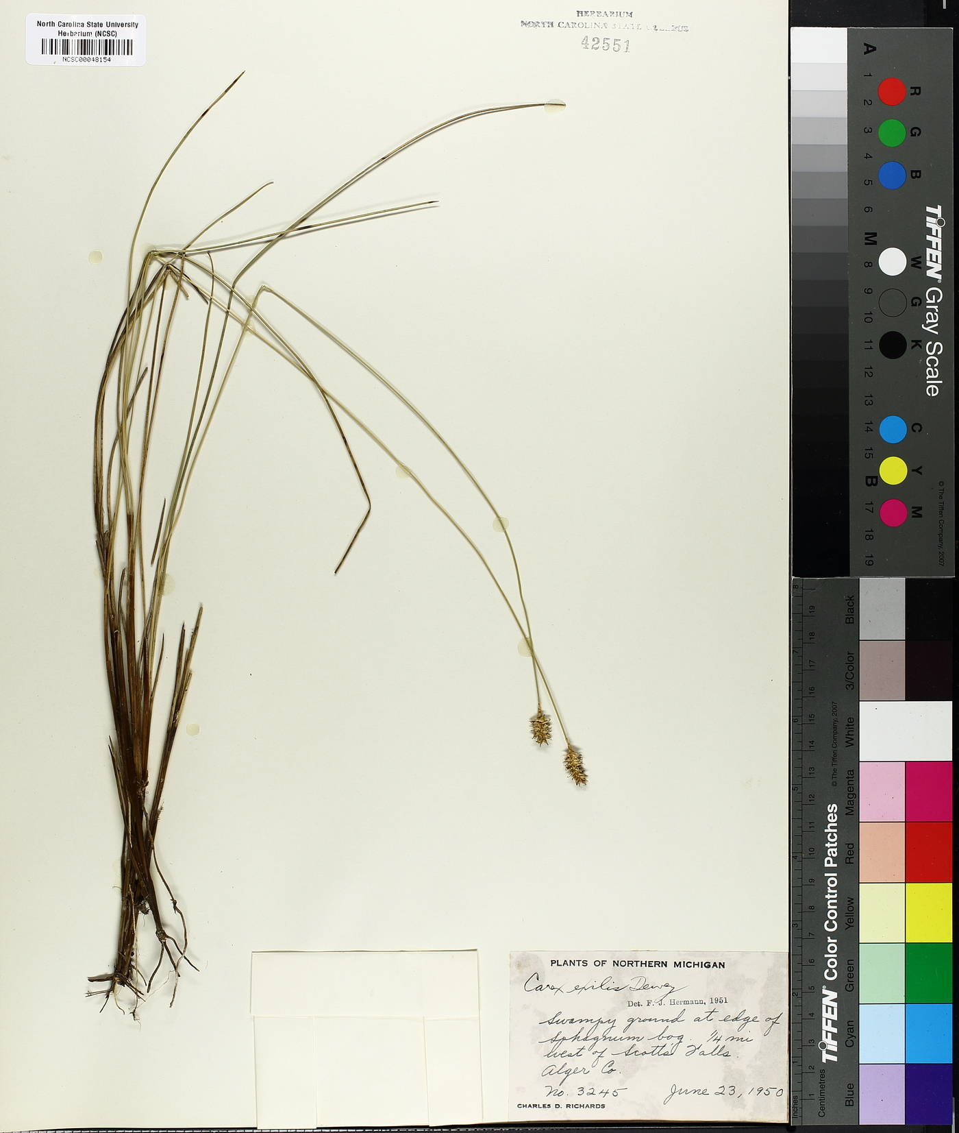 Carex exilis image