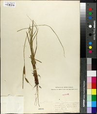 Carex filiformis image