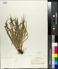 Carex flaccosperma image