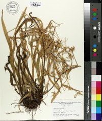 Carex folliculata image