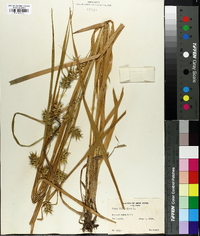 Carex folliculata image