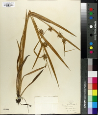 Carex folliculata image