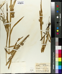 Carex folliculata image