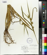 Carex folliculata image