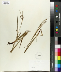 Carex folliculata image